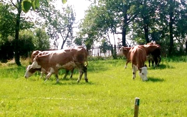 Za život zlatiborskog sela