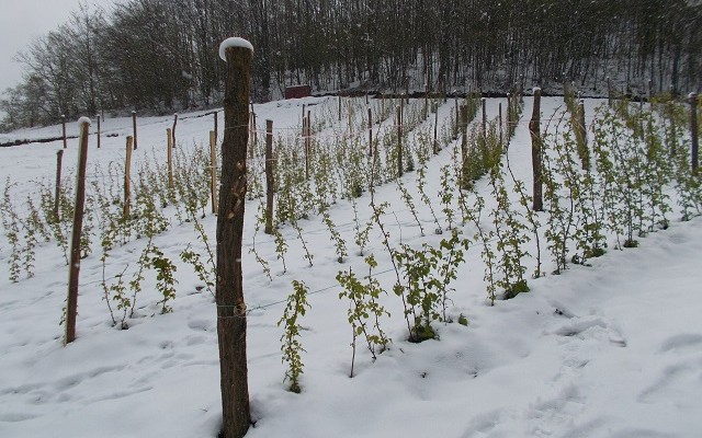 Nema vegetacije – nema štete