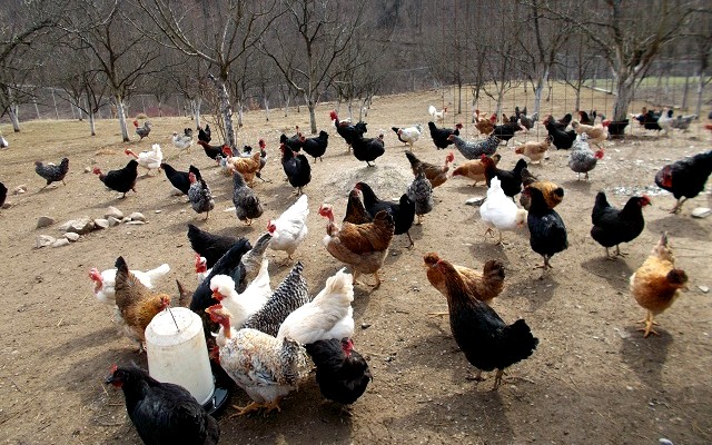 Užičani osvojili sertifikate organske proizvodnje