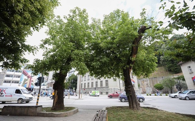 Zbog izgradnje kružnog toka uklanjanje dva stabla na Cvetnom trgu